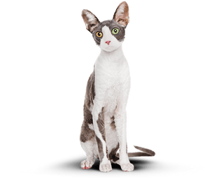 Худой, счастливый кот после употребления корма