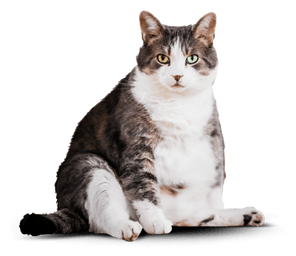 Толстый, недовольный кот до употребления корма